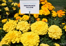 De Tagetes Endurance Yellow van FloraNova.